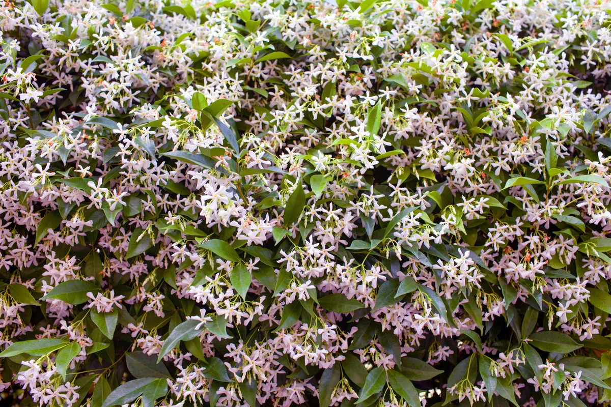 Wall of Chinese star jasmine flowers