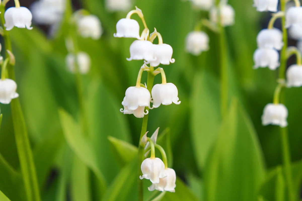 Lily of the Valley Flowers