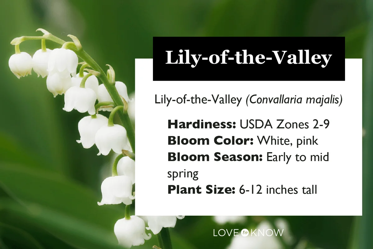 Lily of the valley in advanced flowering