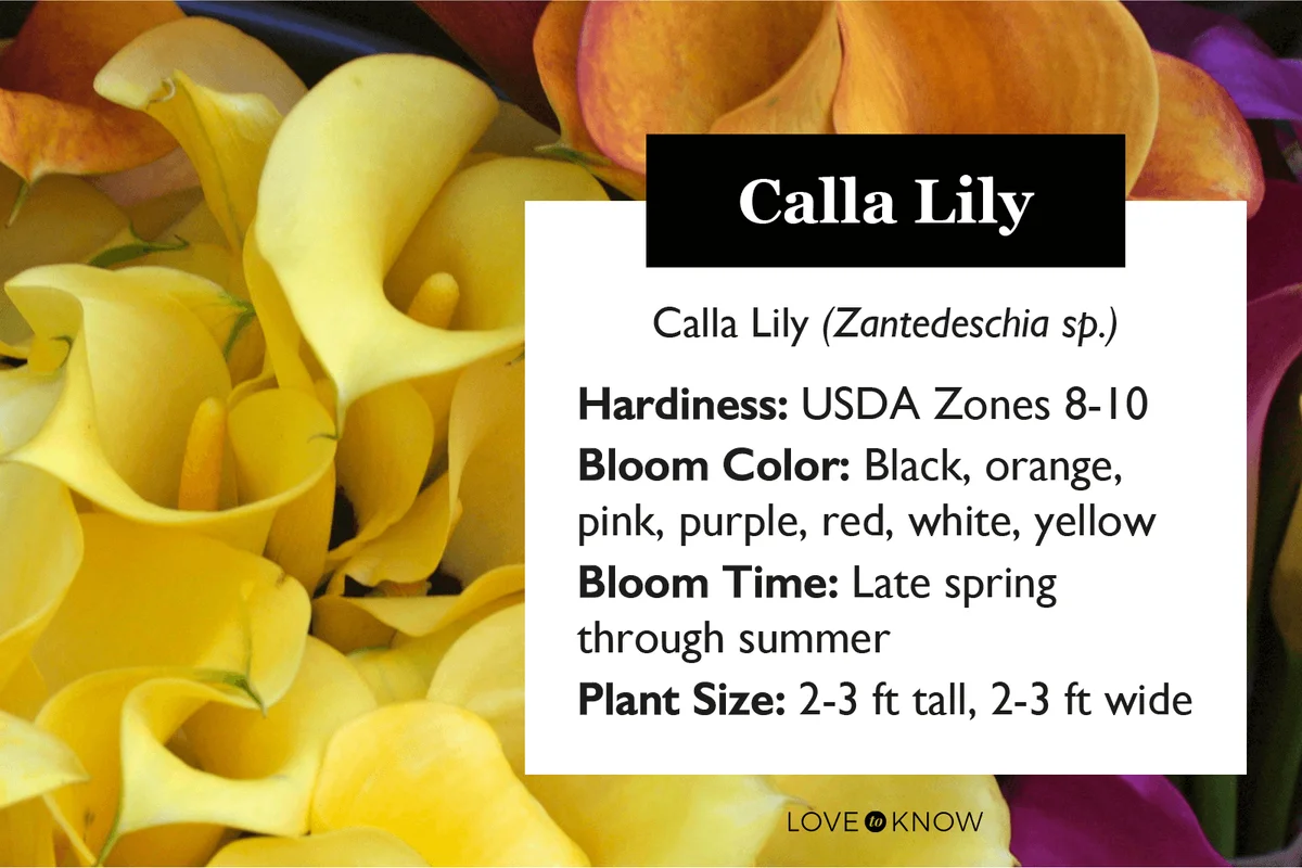 Calla Lily Characteristics