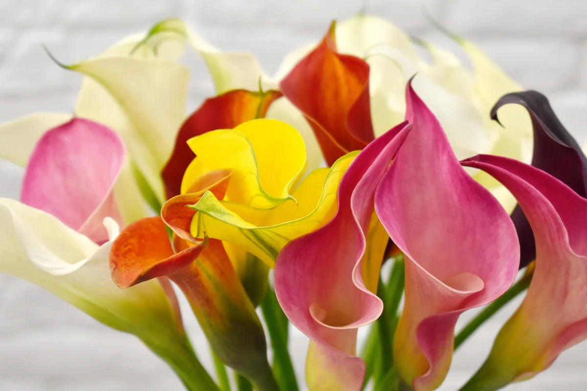 Beautiful fresh natural calla flower