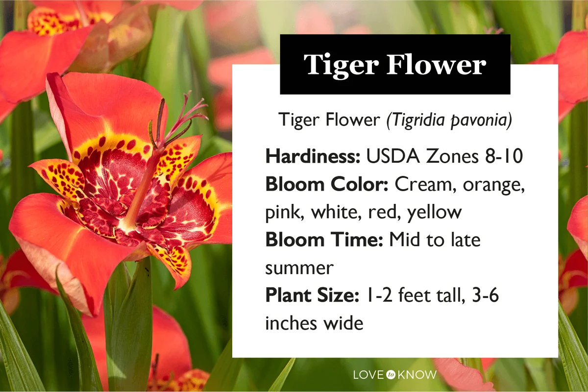 Tiger Flower Charachteristics