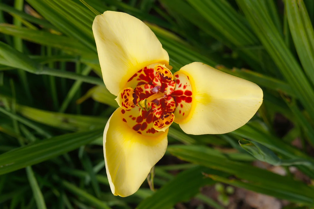 Tigridia pavonia canariensis yellow flower