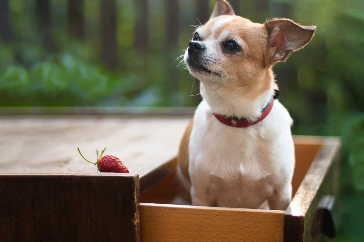 dog in dresser drawer