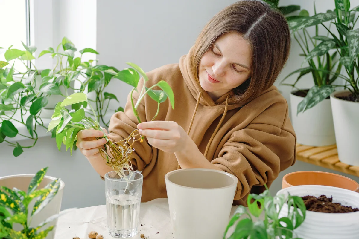 woman gardener holding a plastic flowerpot ready to pot epipremnum seedlings