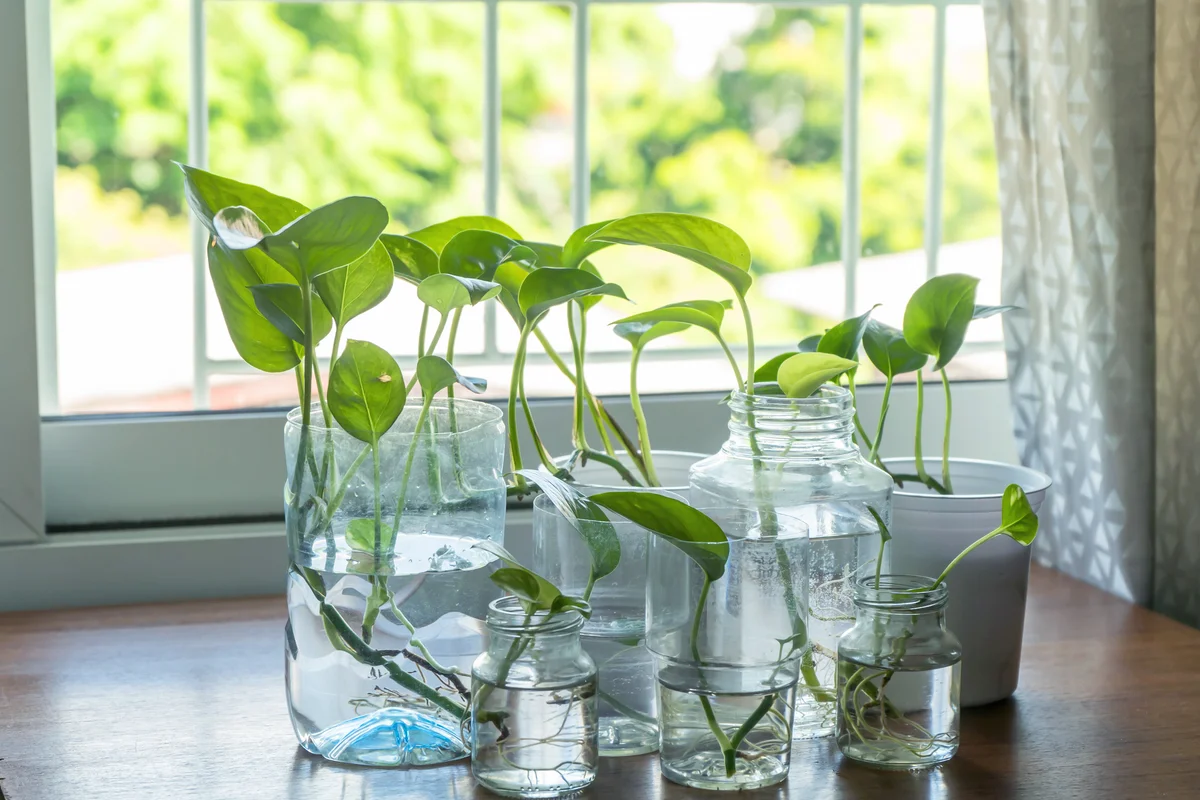 Devil's ivy in reused plastic and glass bottles