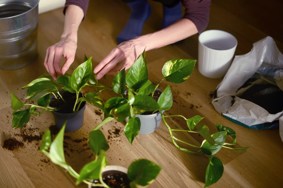 Woman planting pothos plants into new pots
