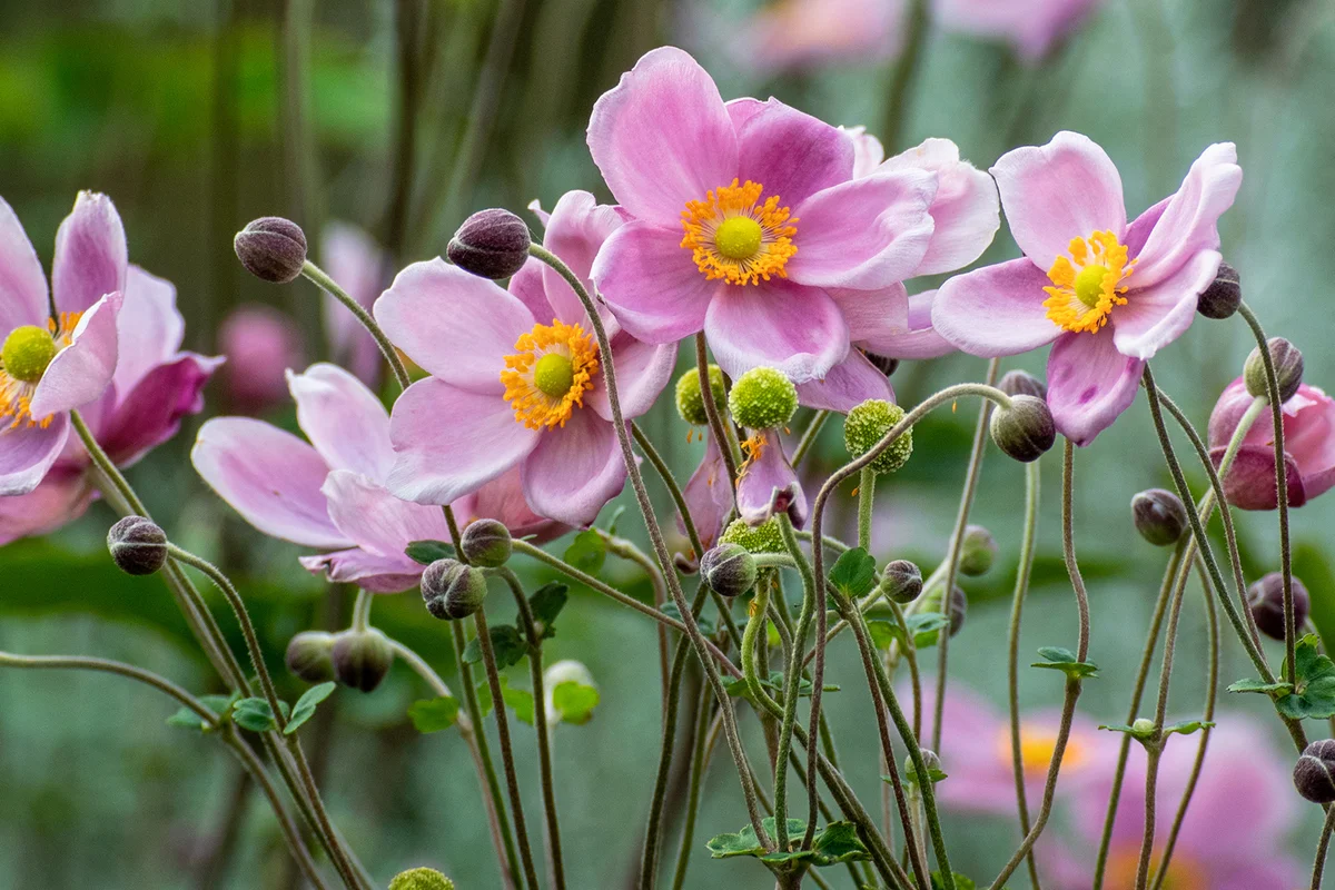 Anemone hupehensis var. japonica