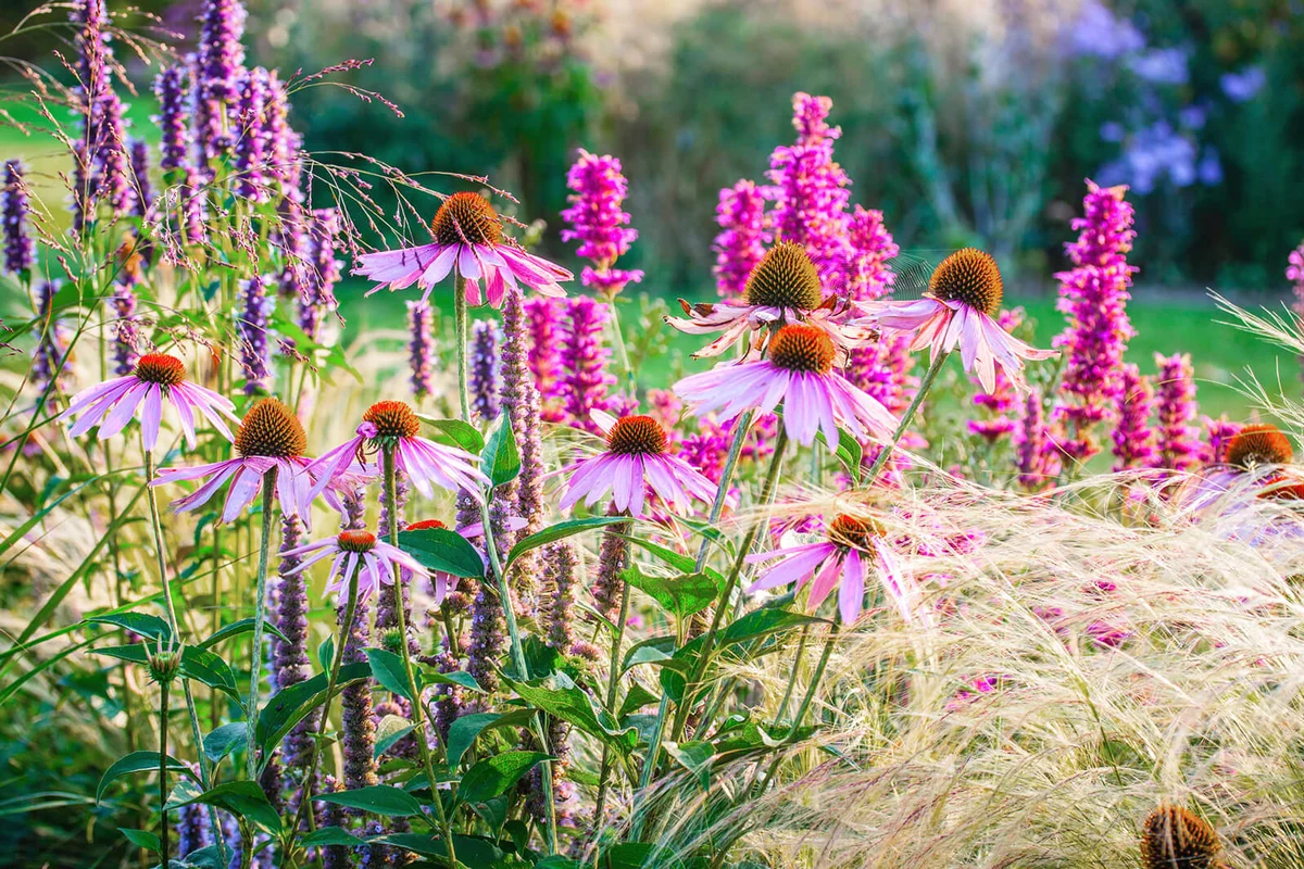 Ornamental garden, with grasses and various perennial flowers