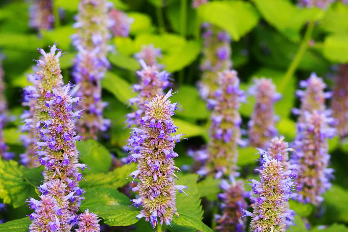 Yellow and violet Agastache foeniculum 'Golden Jubilee'