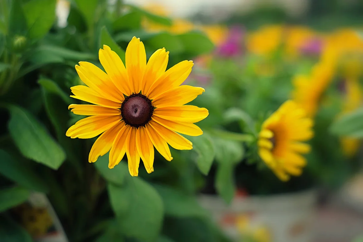 Black eyed Susan flower
