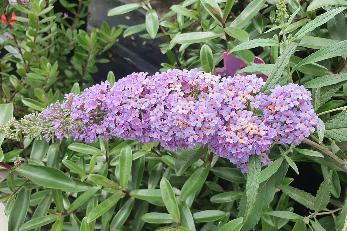 butterfly bush flower