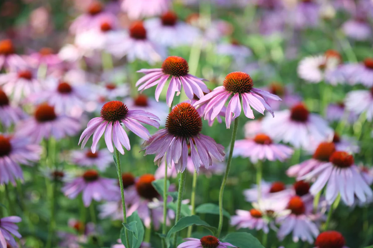 Flower bed of Purple Echinacea (coneflower)