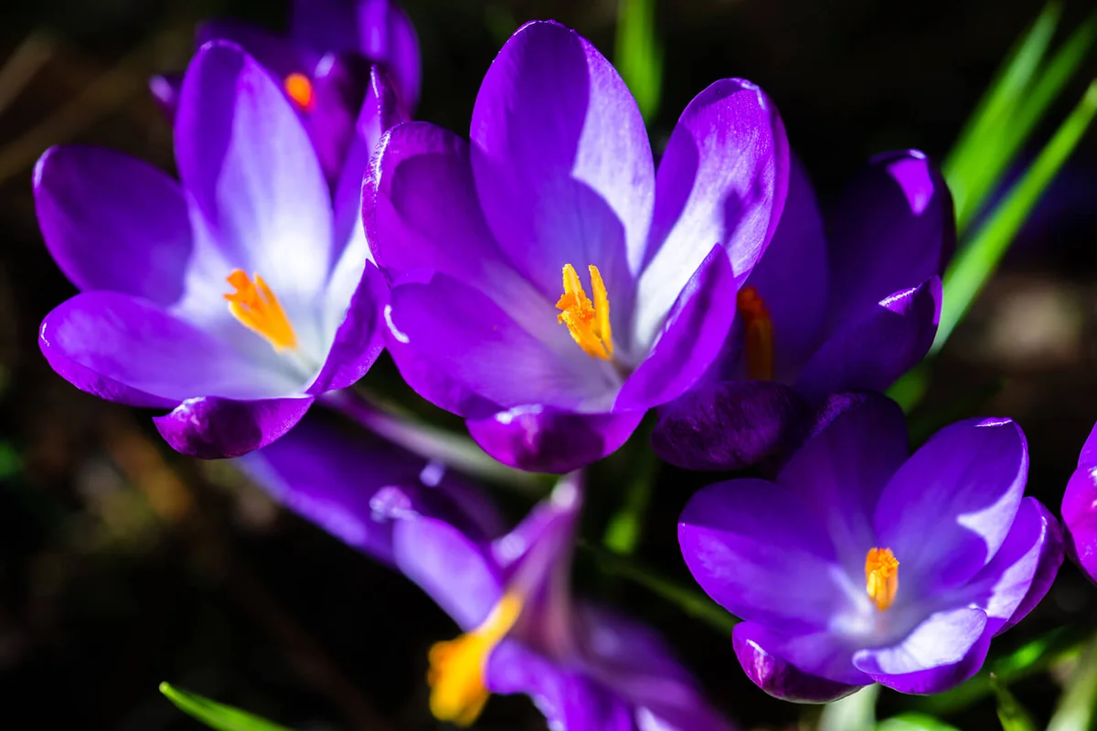 A close up of a purple flowering crocus