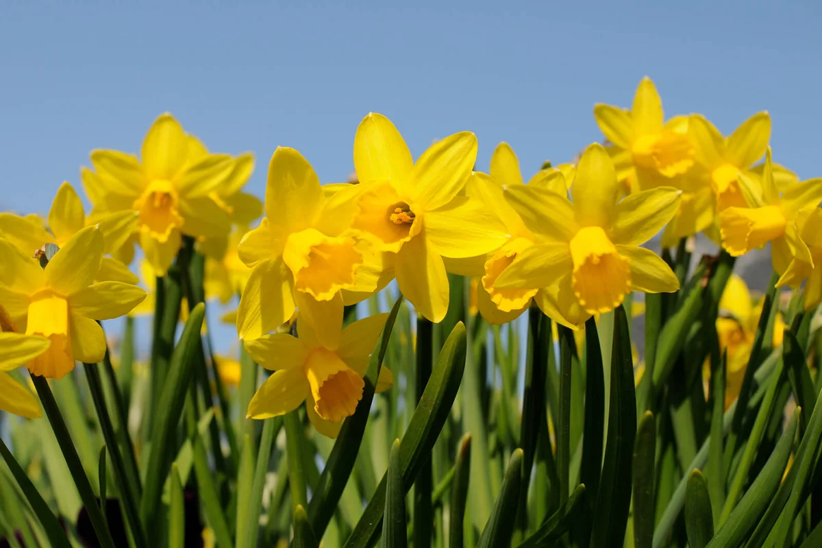 Bright yellow daffodils