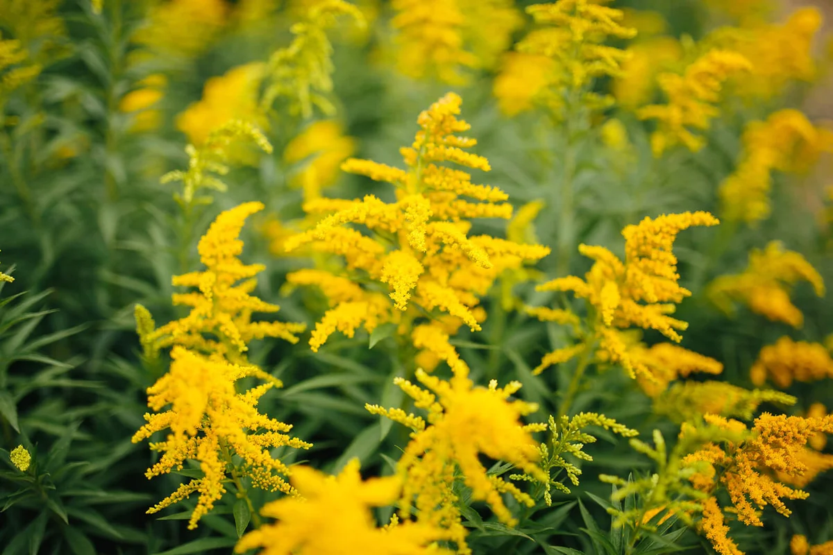 Solidago virgaurea