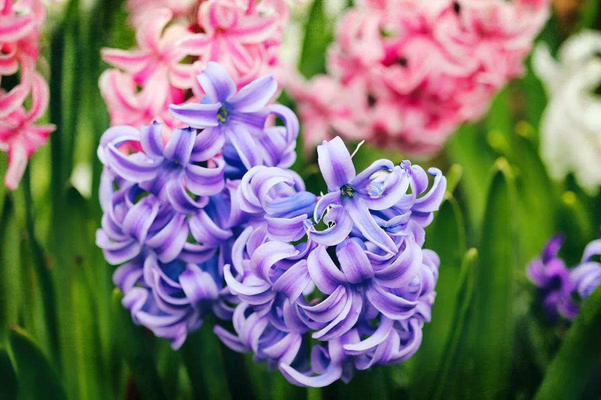 Sweet Hyacinths of Spring