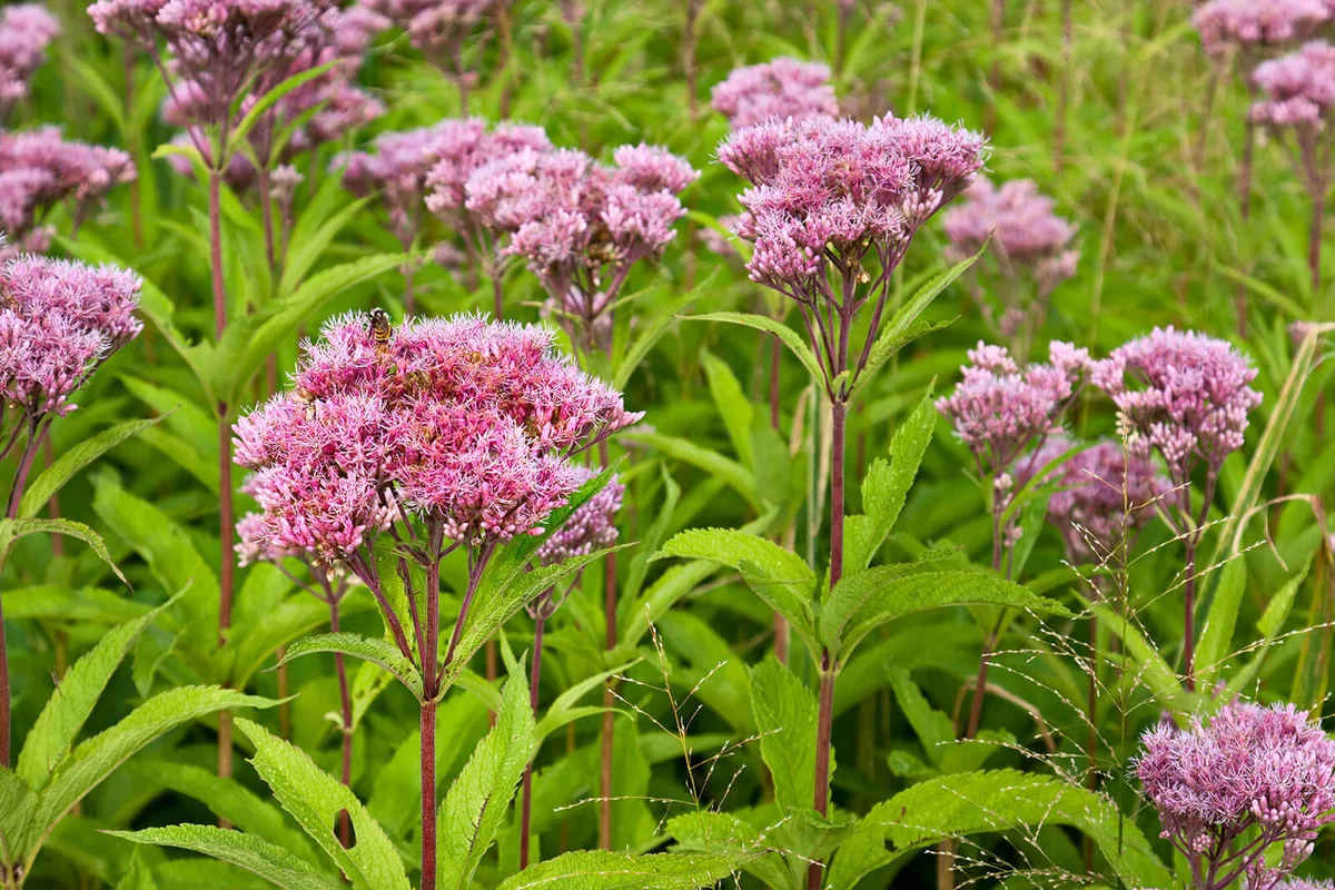 Joe Pye Weed Wild Flowers