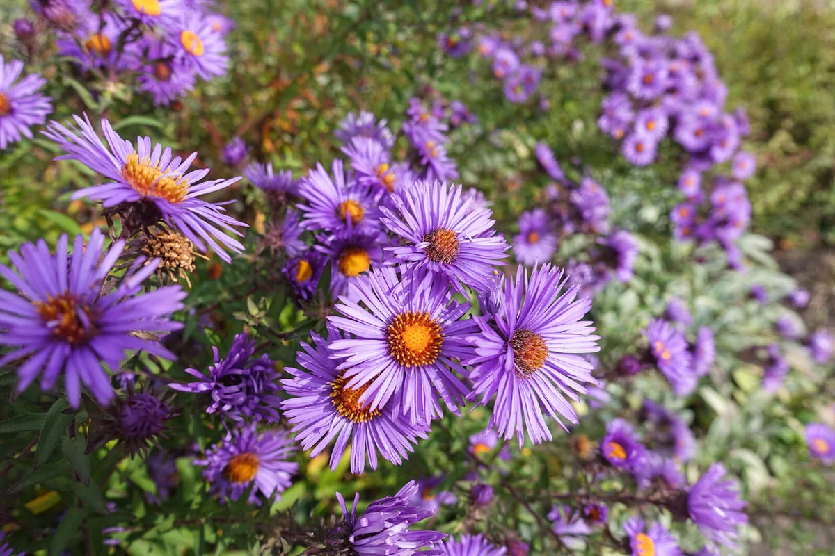 Great number of purple flowers of New England aster
