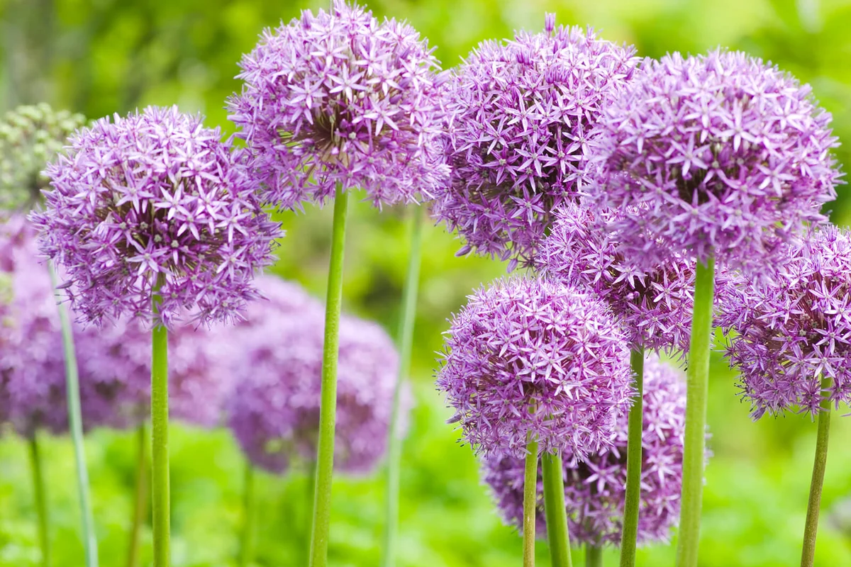 Allium 'Globemaster' ornamental onion