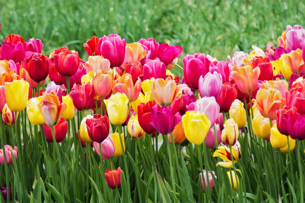 tulips landscape