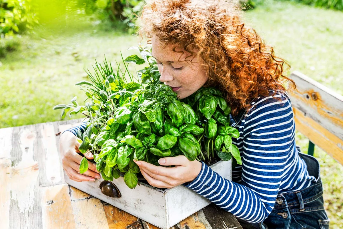 herbs in dresser drawer