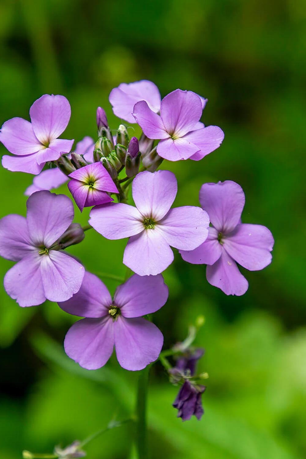 Dame's Rocket: A Beautiful (but Invasive) Flower