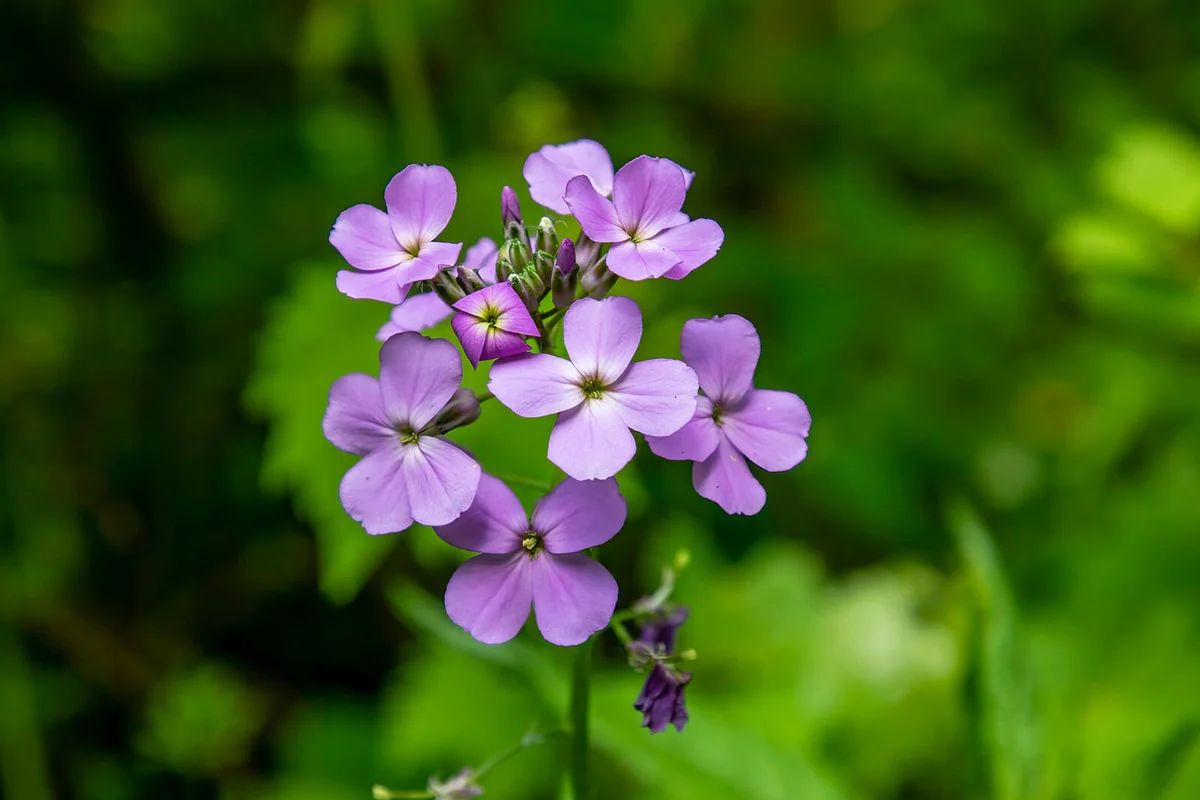 Dame's Rocket Flower