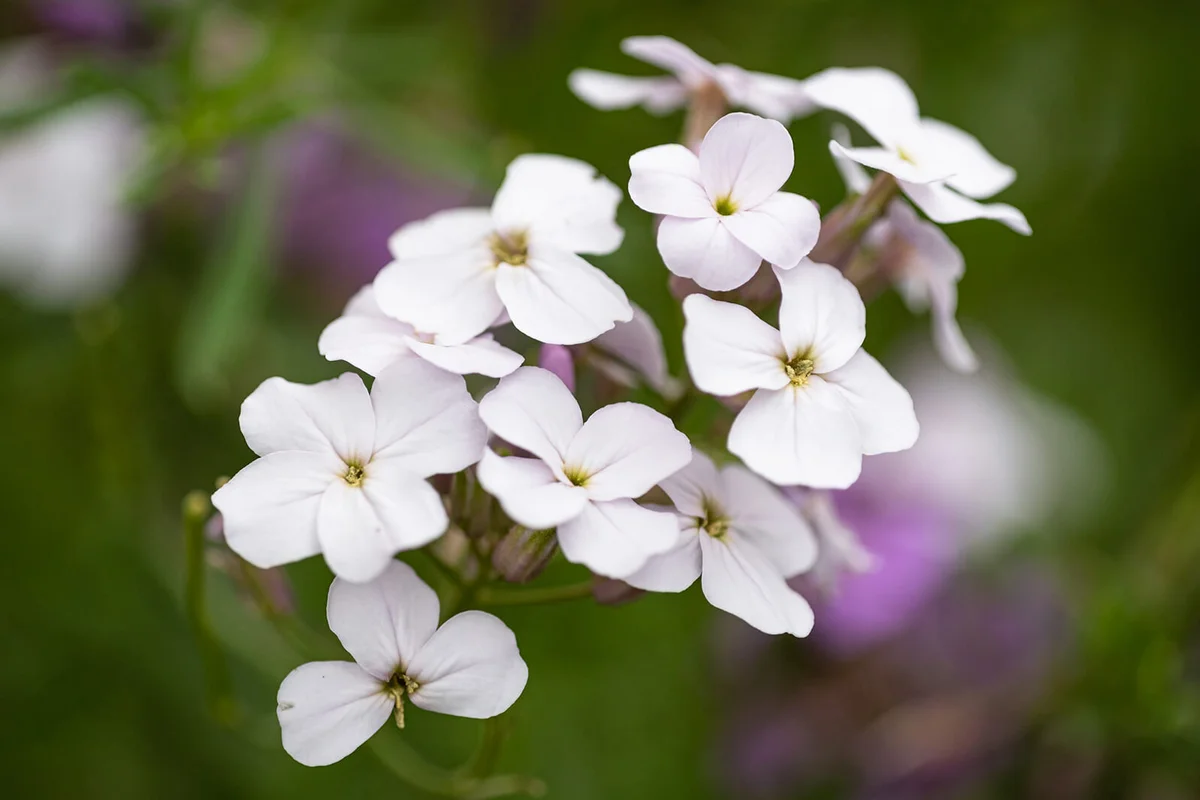 White Dames Rocket
