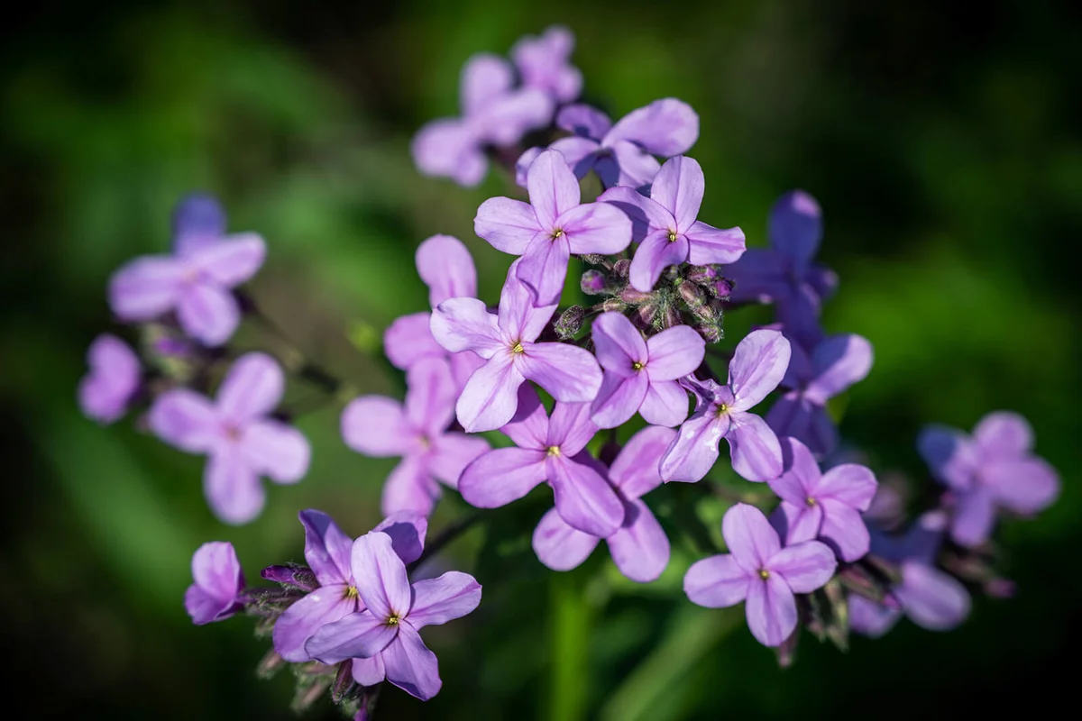 Flowers of Hesperis Matronali
