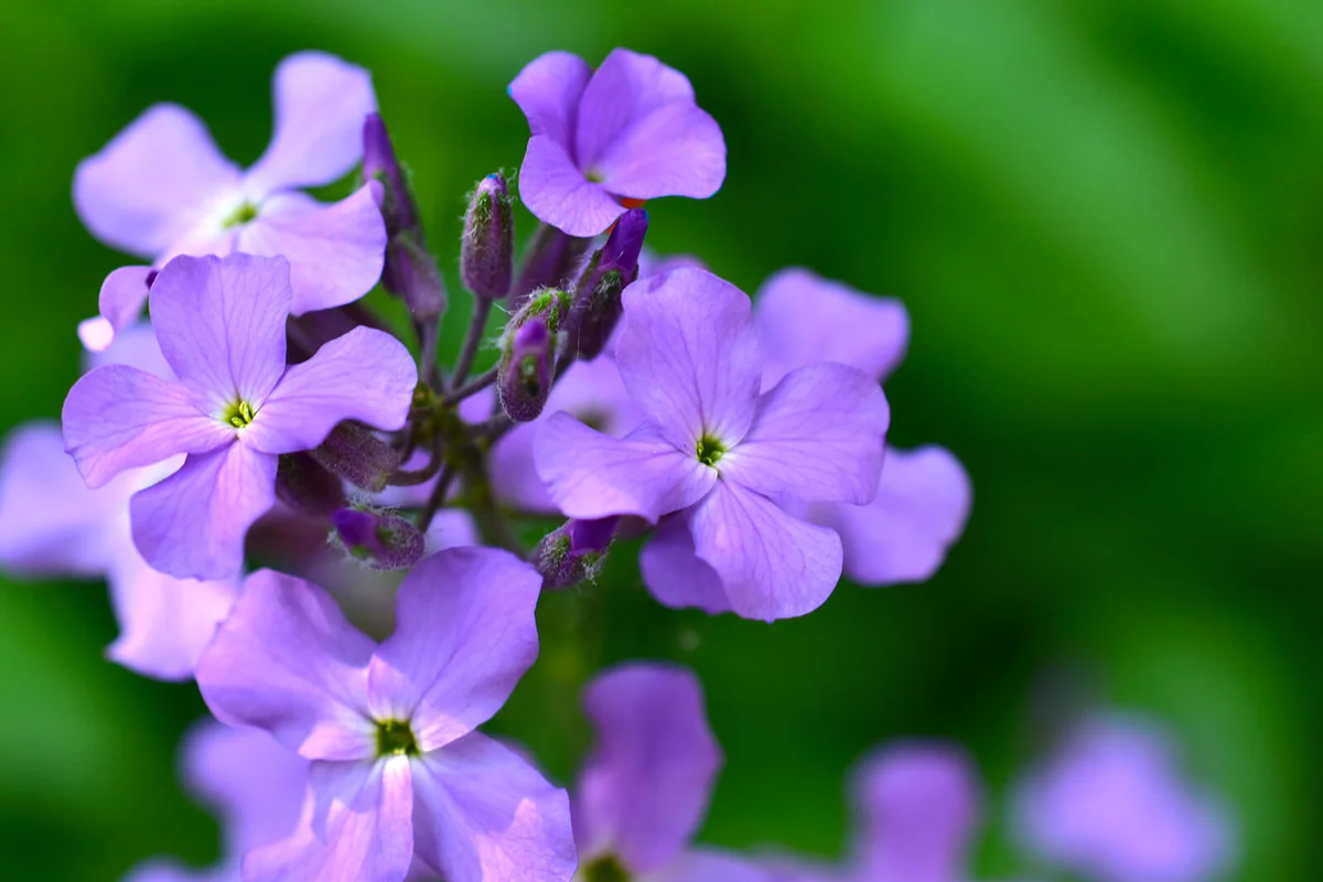 Flowers Hesperis vechernitsa night violet