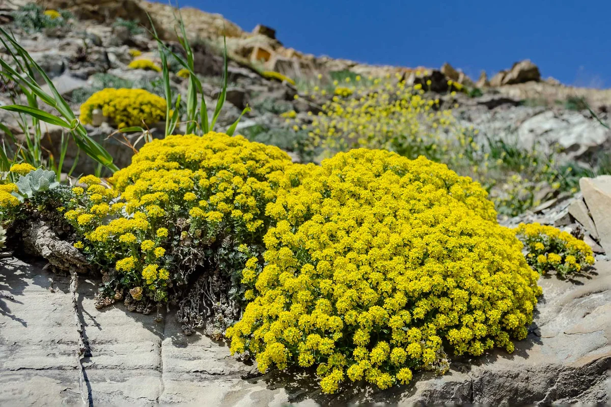 basket-of-gold rock garden plant aurinia saxatilis