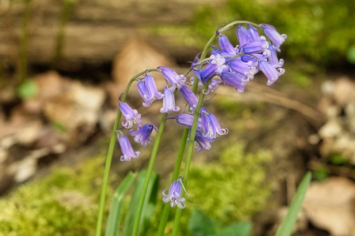 purple bluebell campanula rotundifolia