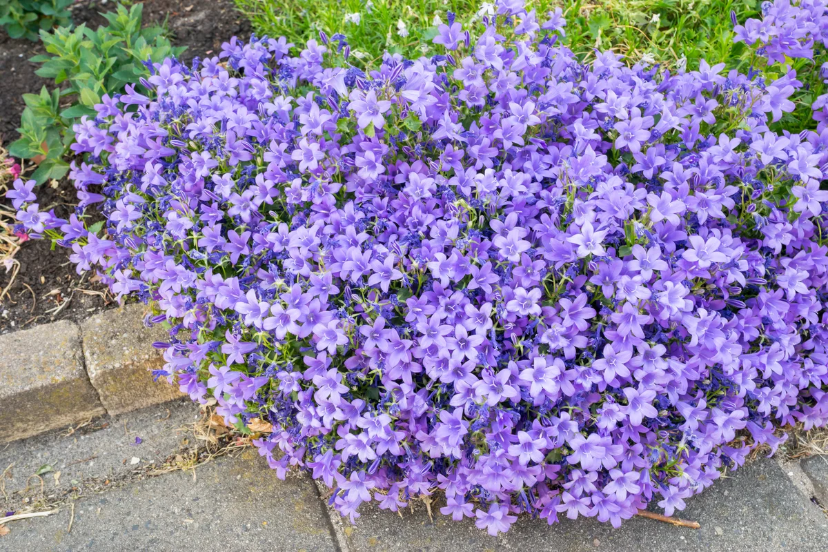 campanula carpatica bellflower rock garden plant