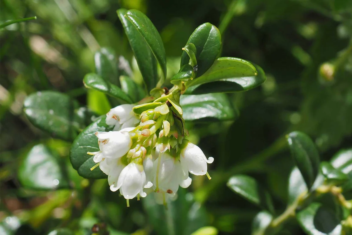 common bearberry Arctostaphylos uva-ursi
