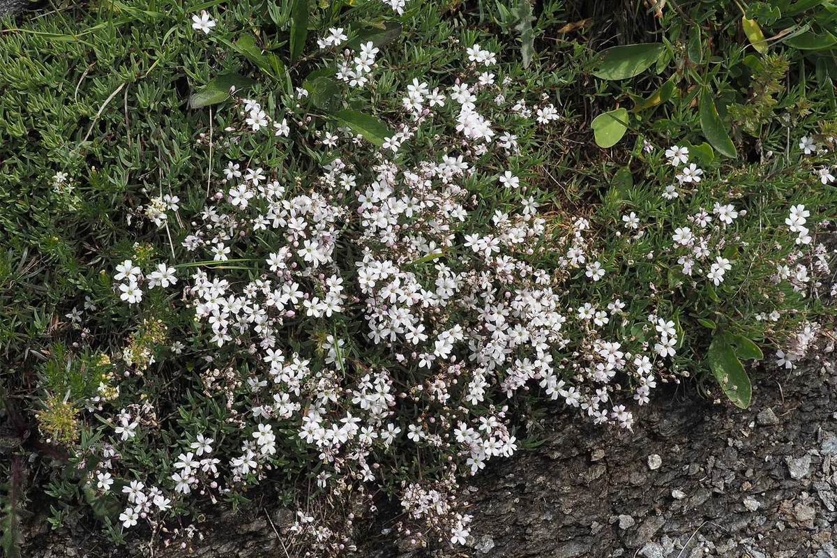 gypsophila repent creeping baby's breath rock garden plant