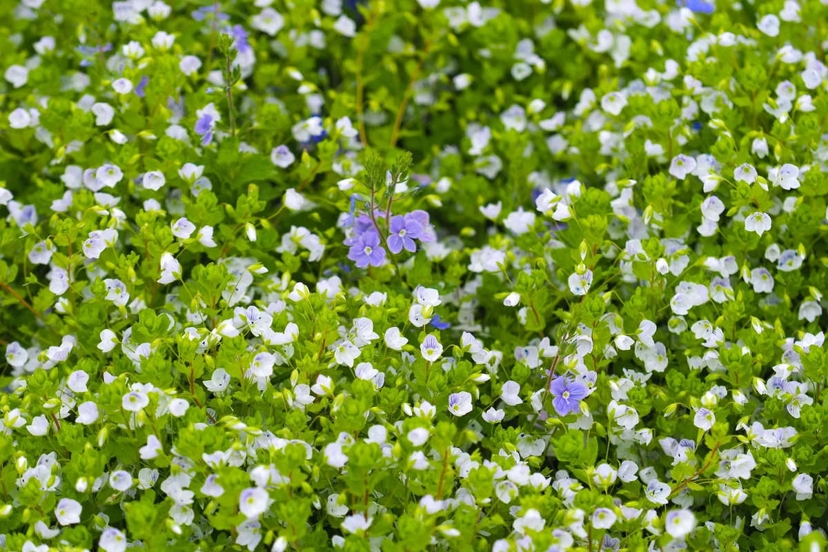 creeping speedwell rock garden plant