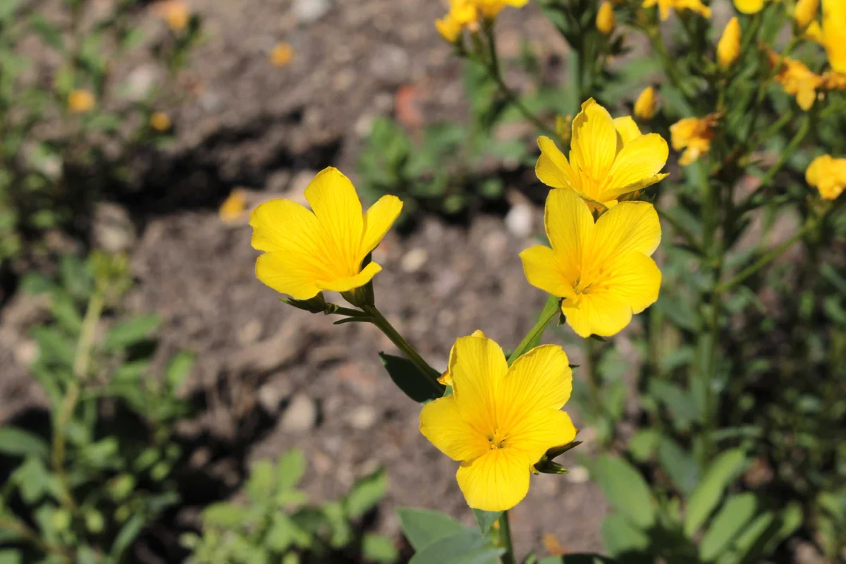 golden flax flower rock garden plant