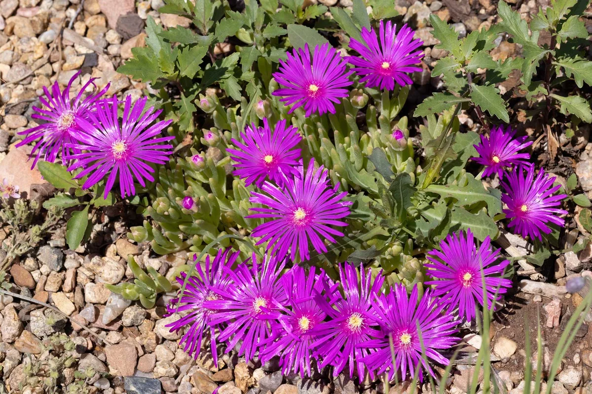 Delosperma cooperi Hardy Ice Plant rock garden flower
