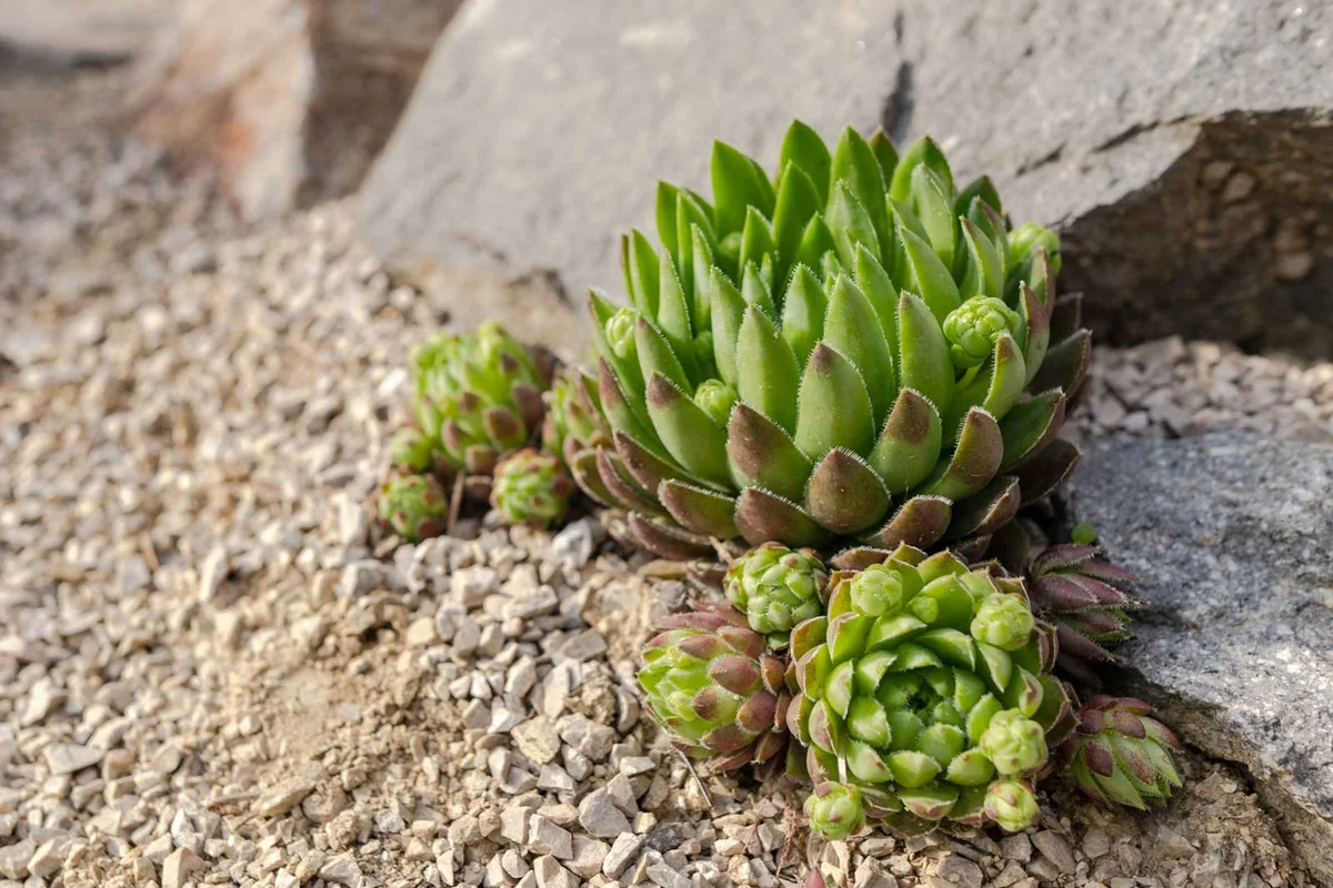 hen and chicks succulent rock garden plant