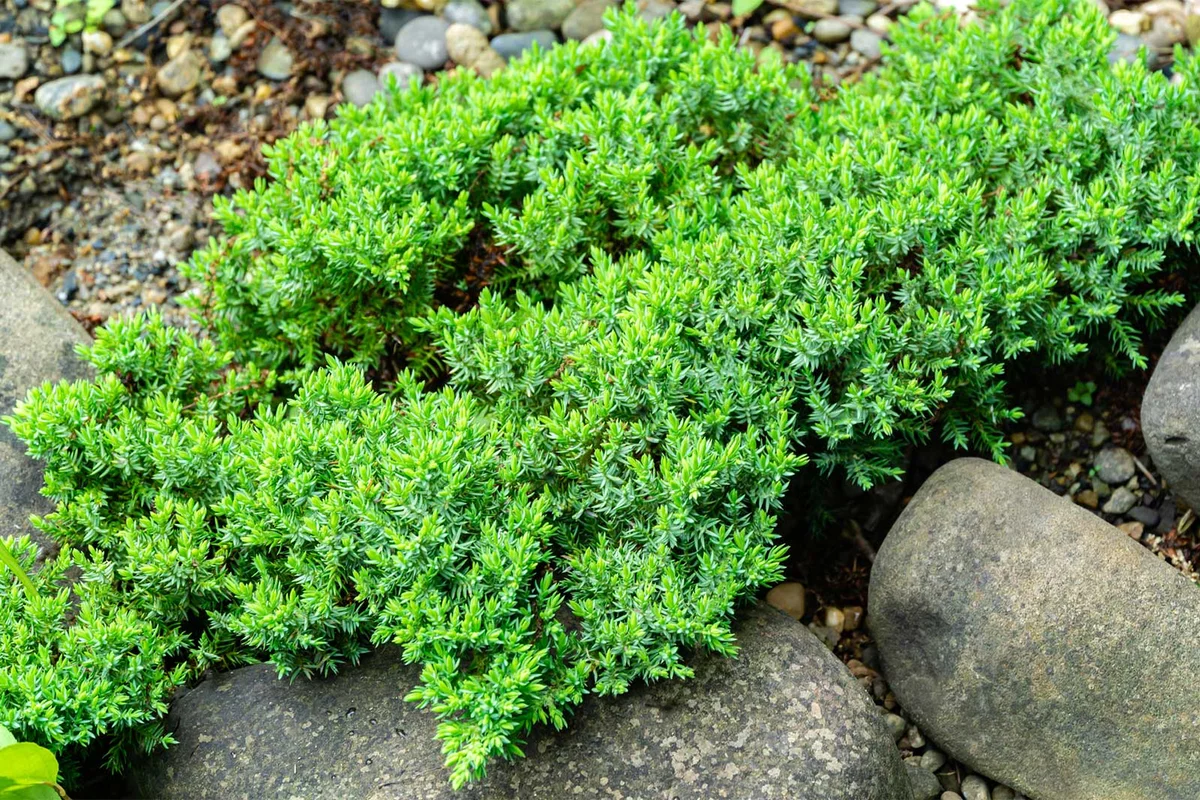 Juniperus procumbens Garden juniper rock garden plant