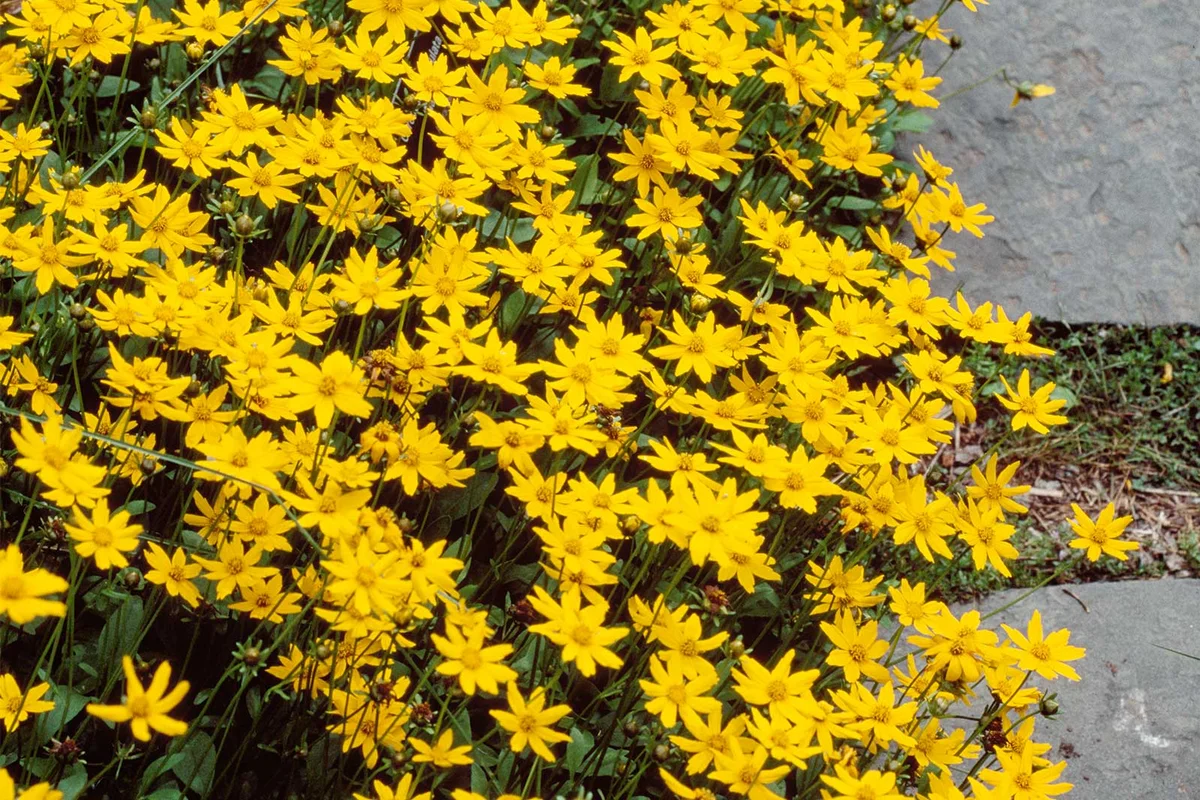 Coreopsis auriculata lobed tickseed rock garden plant