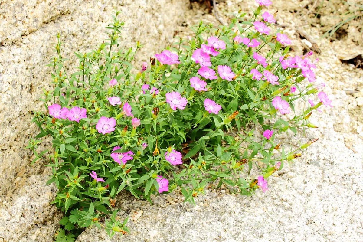 dianthus deltoids maiden pink rock garden plant
