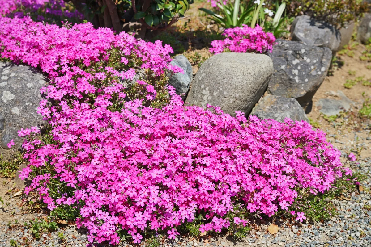phlox subulata rock garden plant