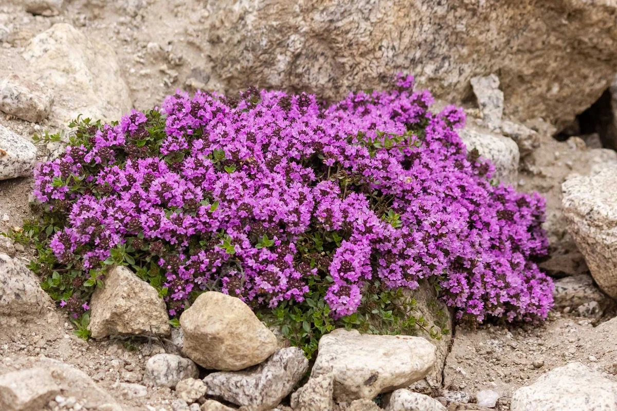 Mother-of-Thyme rock garden plant