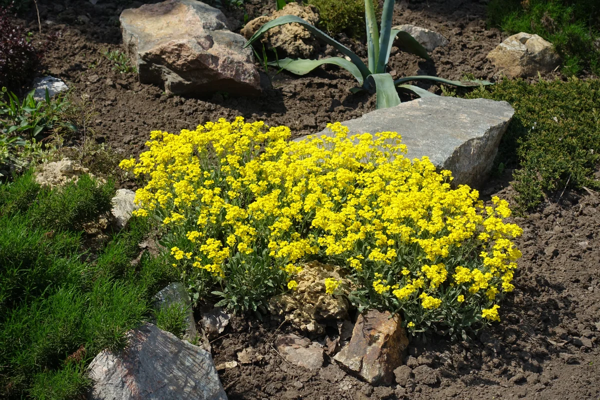 Mountain Alyssum rock garden plant