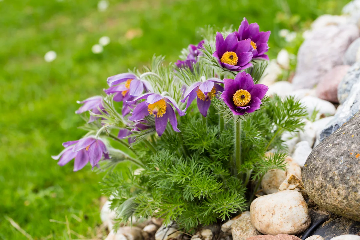 Pulsatilla Vulgaris Pasque flower rock garden plant