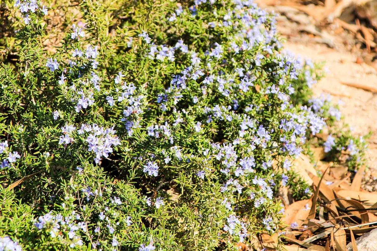 rosmarinus officinalis Creeping Rosemary rock garden plant