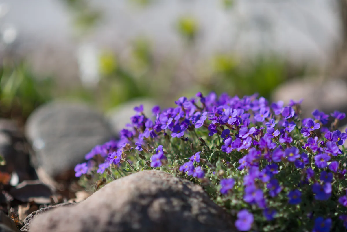 Aubrieta Deltoidea rockcress rock garden plant