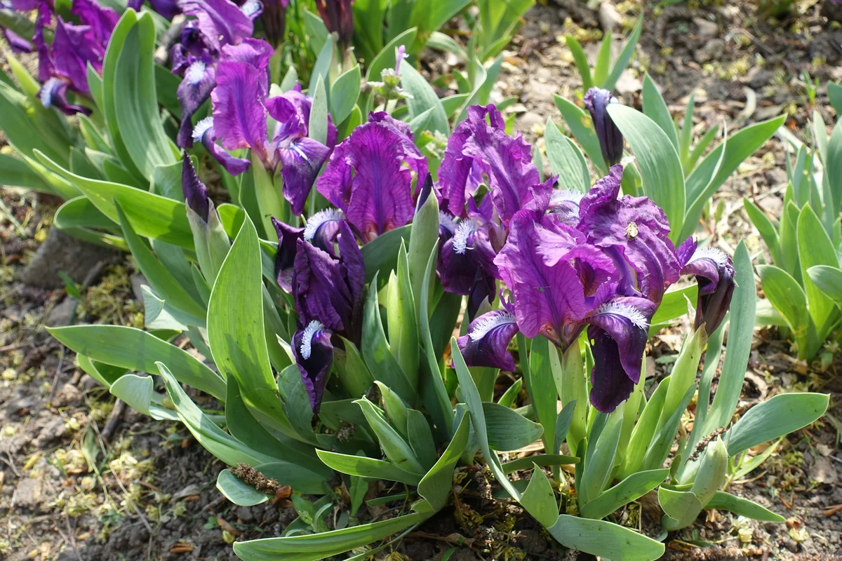 pygmy iris rock garden plant